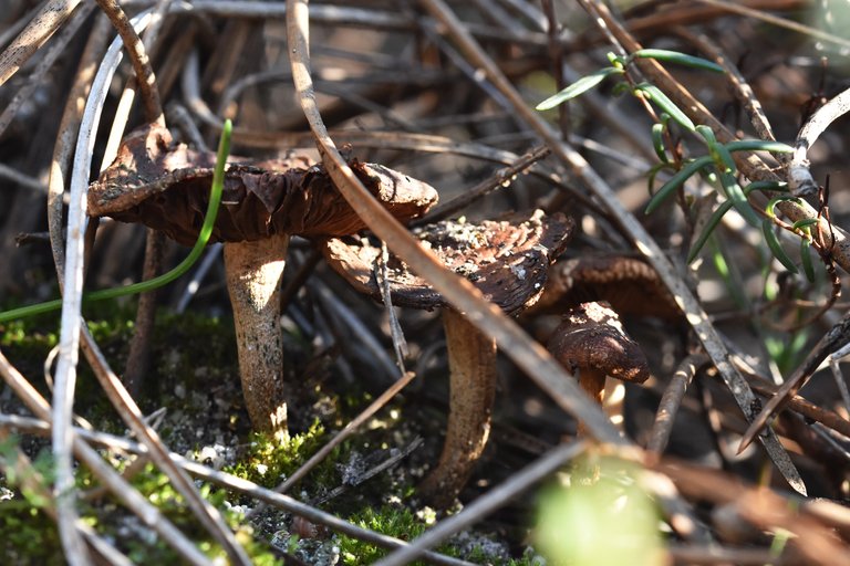mushroom dry pines 2.jpg