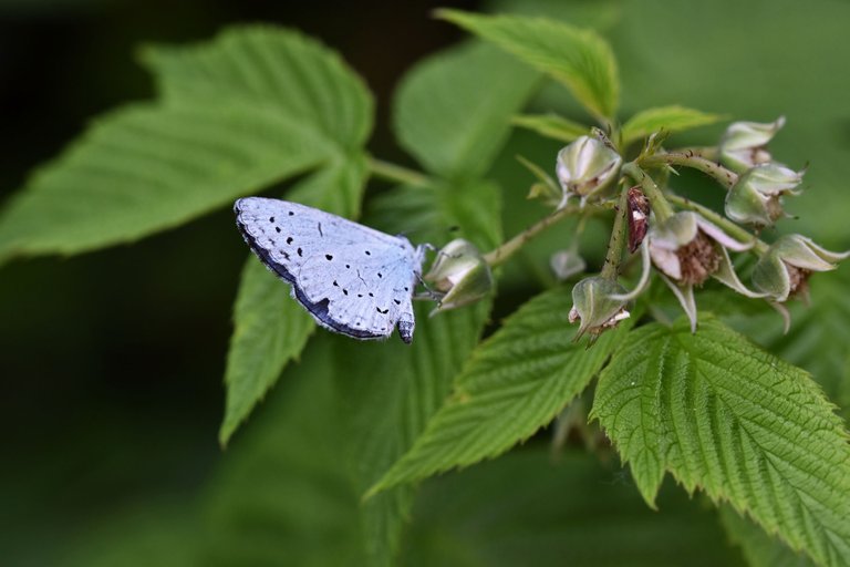 Small Blue Butterfly raspberry flower 3.jpg