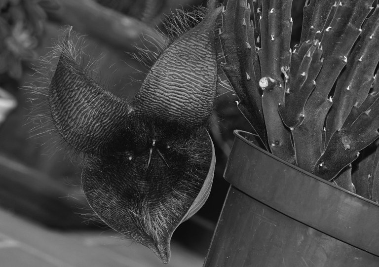 Stapelia Gigantea flower bw 2.jpg