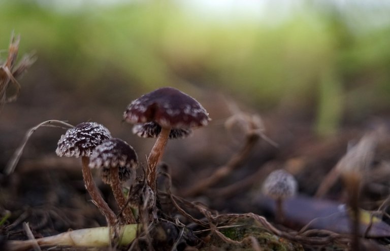 small mushroom park 2.jpg
