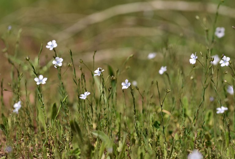 Flaxseed flowers lawn.jpg