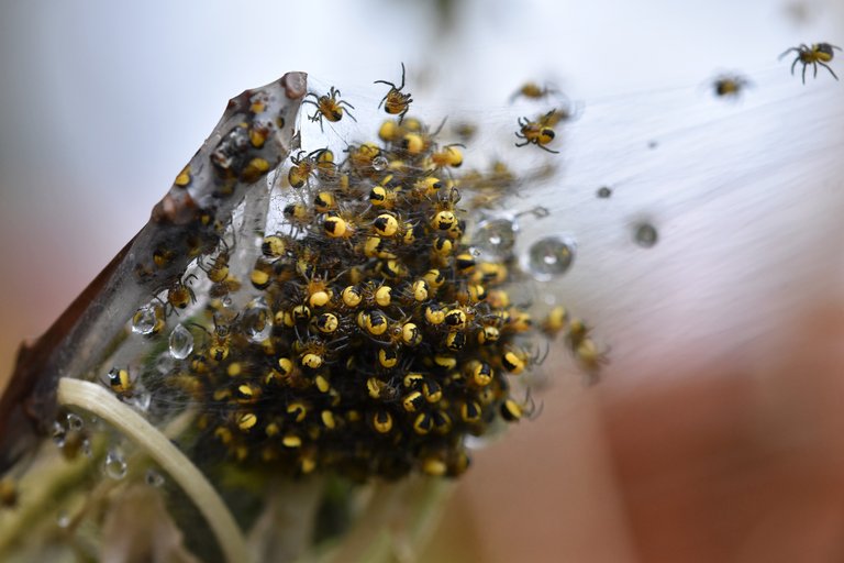 Araneus diadematus yellow baby spiders 7.jpg