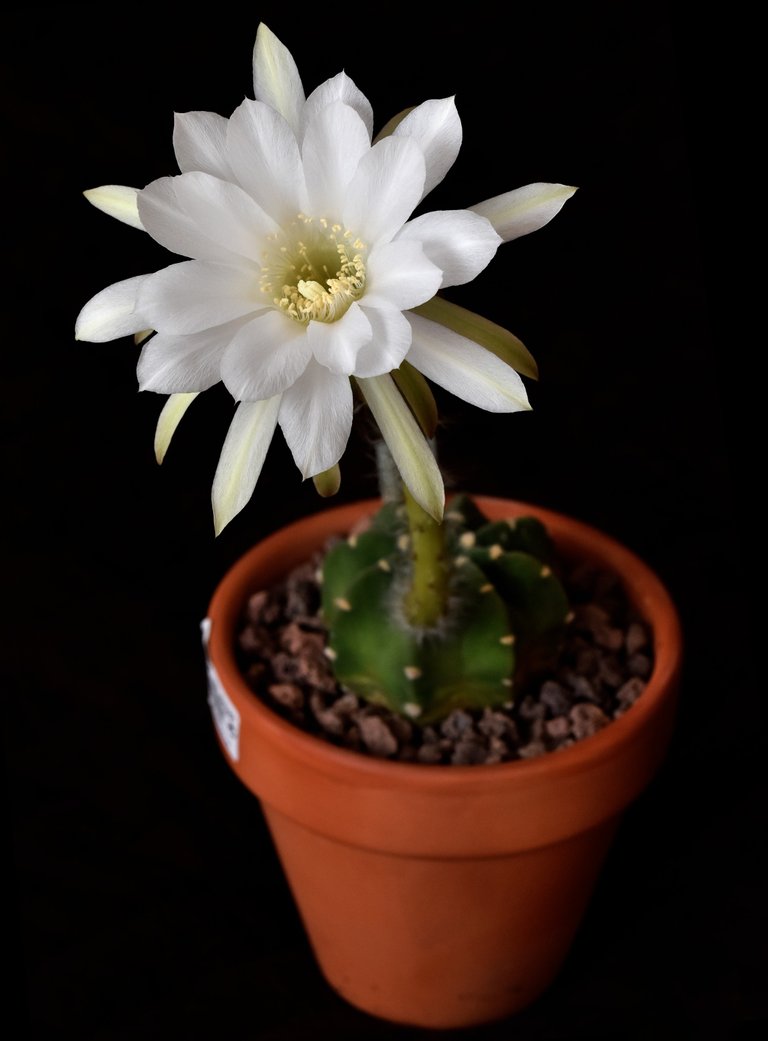 Echinopsis Subduenta flower plant.jpg