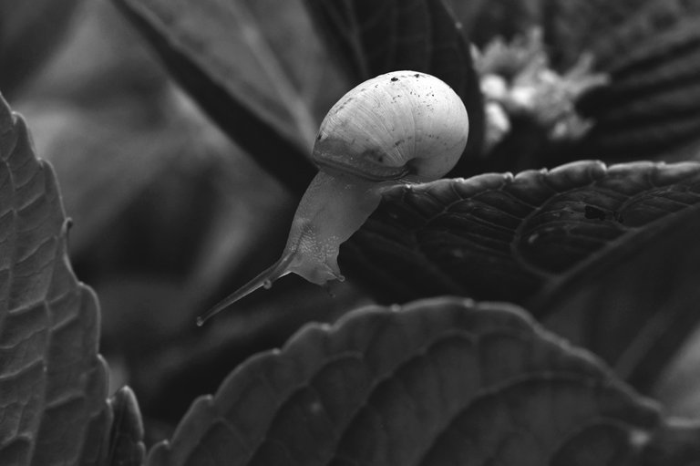 snail hydrangea bw  6.jpg
