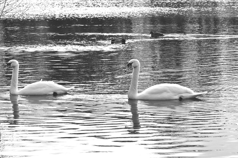 swans pond wro bw 11.jpg