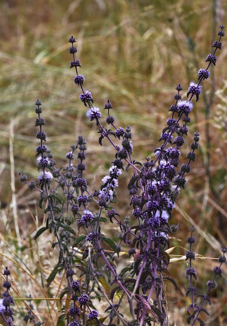 purple Mentha pulegium mint 4.jpg