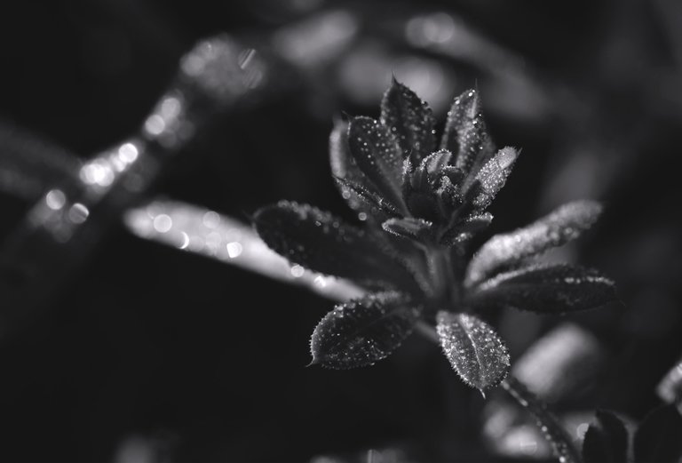 Waterdrops grass bokeh.jpg