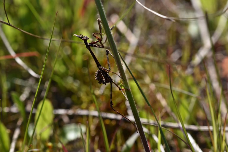 Praying mantis Empusa pennata 1.jpg