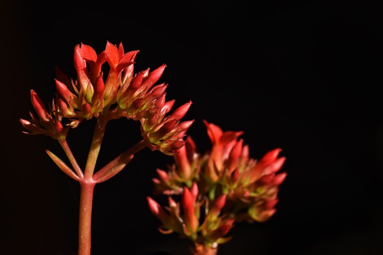 Kalanchoe blossfeldiana red flowers 1.jpg