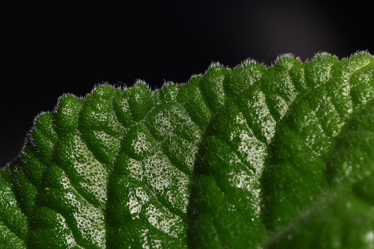 Streptocarpus light purple leaf 3.jpg