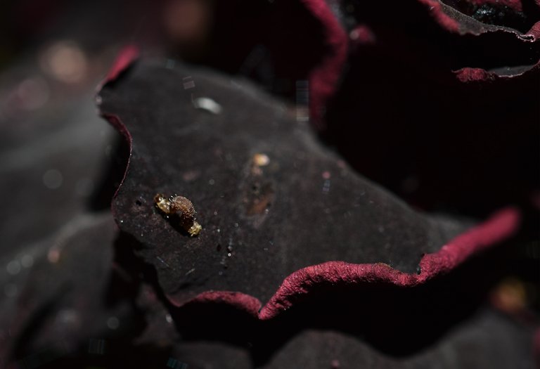 Rose Budworms caterpillar 3.jpg