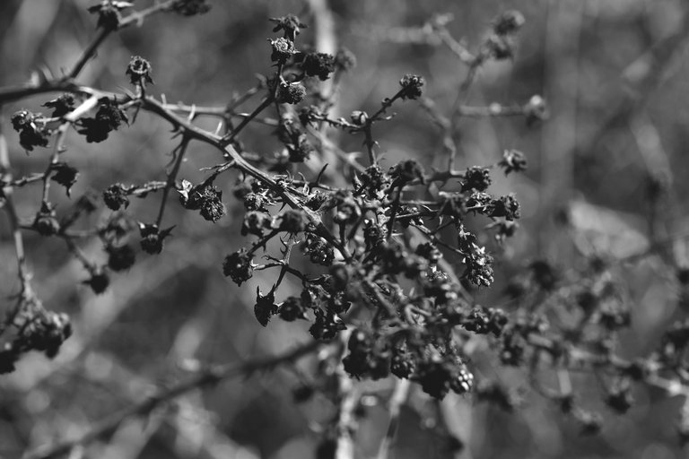 drystuff blackberries bw 1.jpg