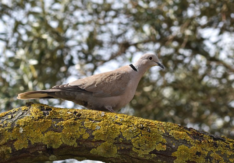 collared dove tree 2.jpg