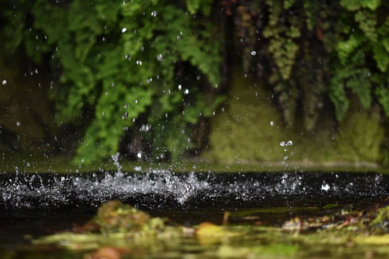 fern waterdrops fountain 2.jpg