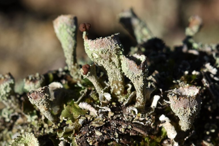 Cladonia pyxidata lichen cups  2.jpg