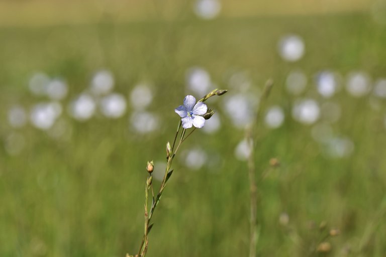 Flaxseed flowers lawn 4.jpg