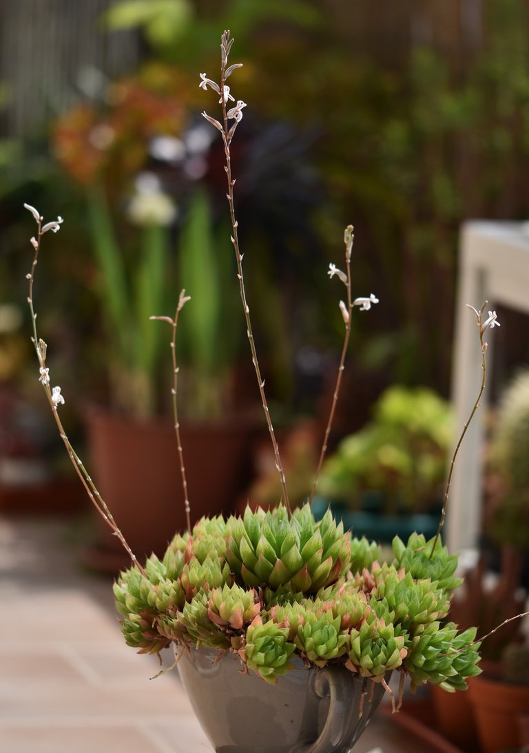 Haworthia cooperi flowers 6.jpg