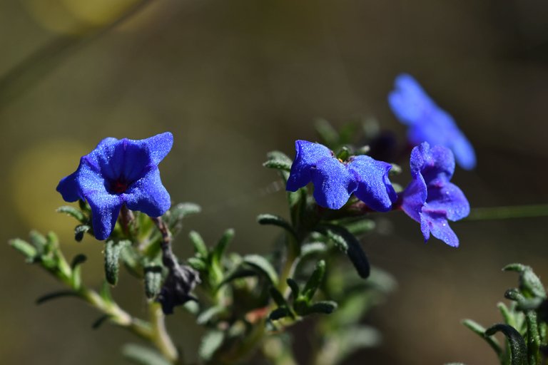 Lithodora prostrata blue wildflower 6.jpg