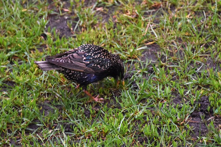 Starlings garden 4.jpg