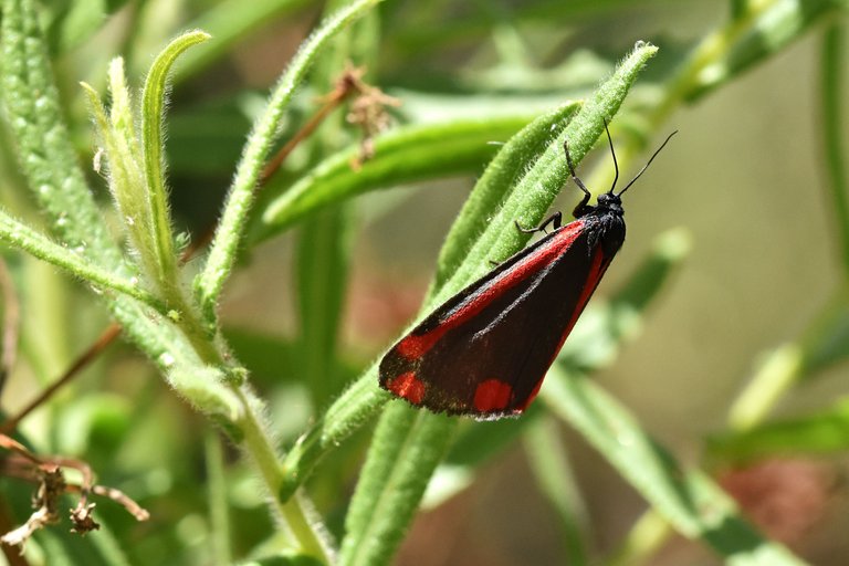 Cinnabar moth 9.jpg