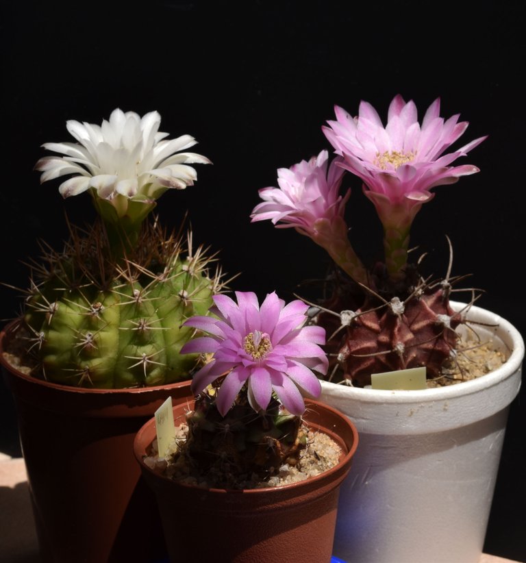 Gymnocalycium x3 flowers 4.jpg