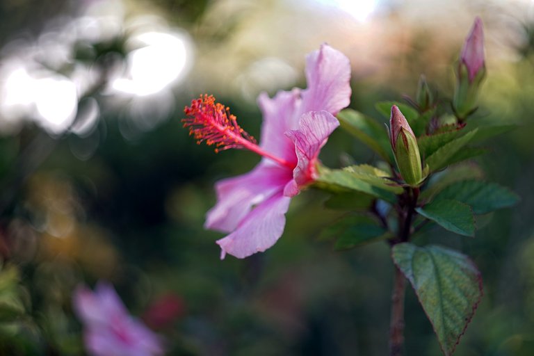 hibiscus park bokeh 2.jpg