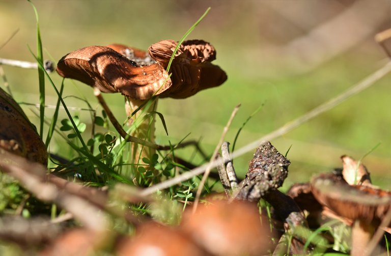brown mushroom gills 1.jpg
