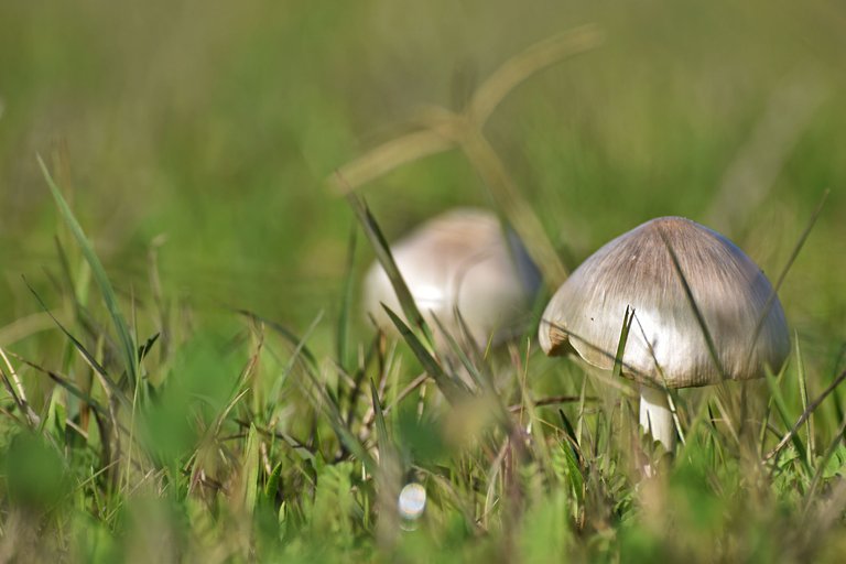 Silky white mushroom lawn 3.jpg