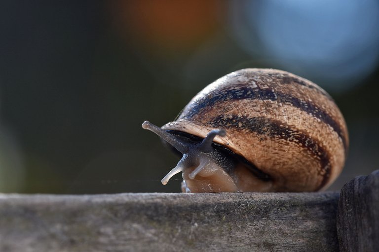 snail fence 5.jpg