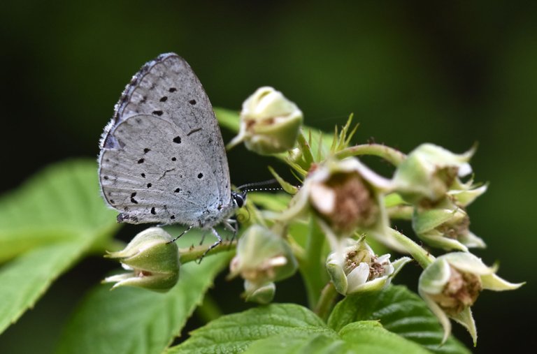 Small Blue Butterfly raspberry flower 1.jpg