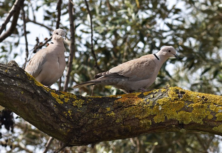 collared dove tree 1.jpg