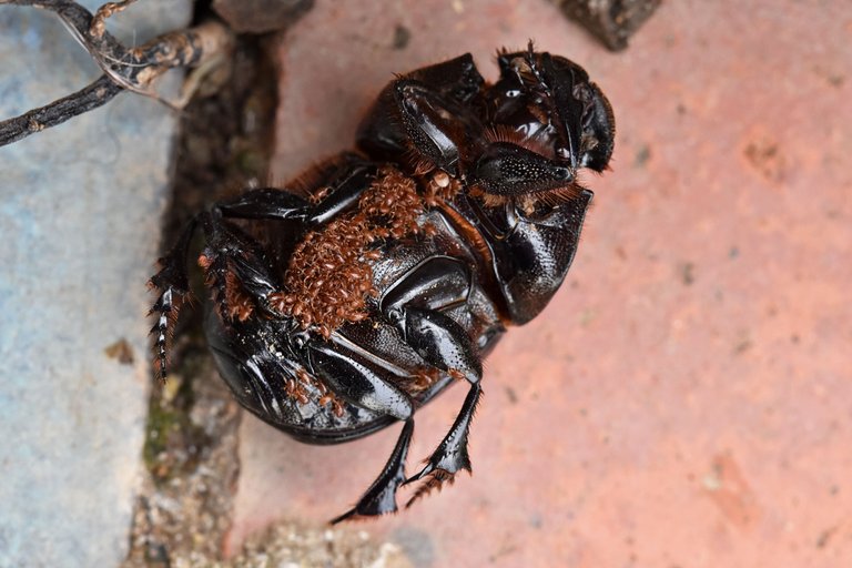 Horned Dung Beetle 6.jpg
