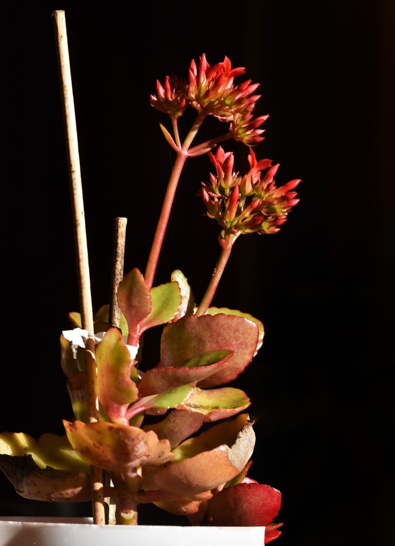 Kalanchoe blossfeldiana red flowers 10.jpg