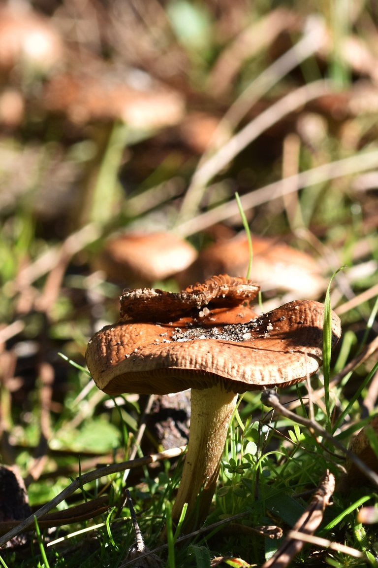 brown mushrooms sunny 2.jpg