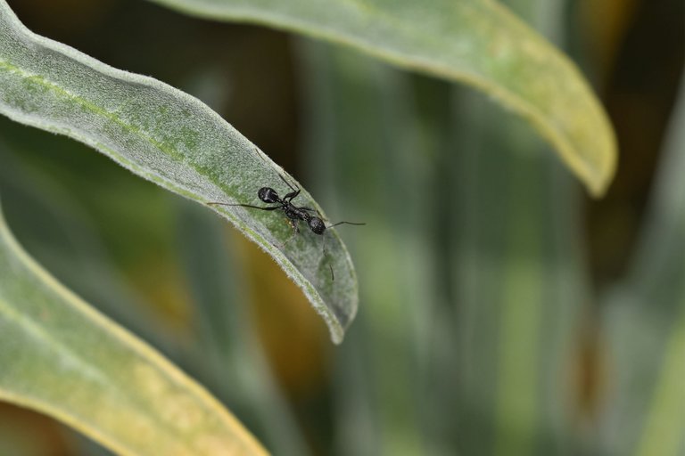 Black ant leaf 1.jpg