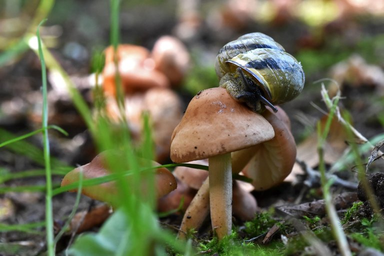 snail mushroom garden 2.jpg