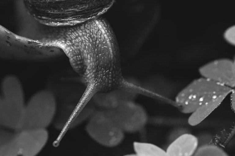 snail hydrangea bw  4.jpg