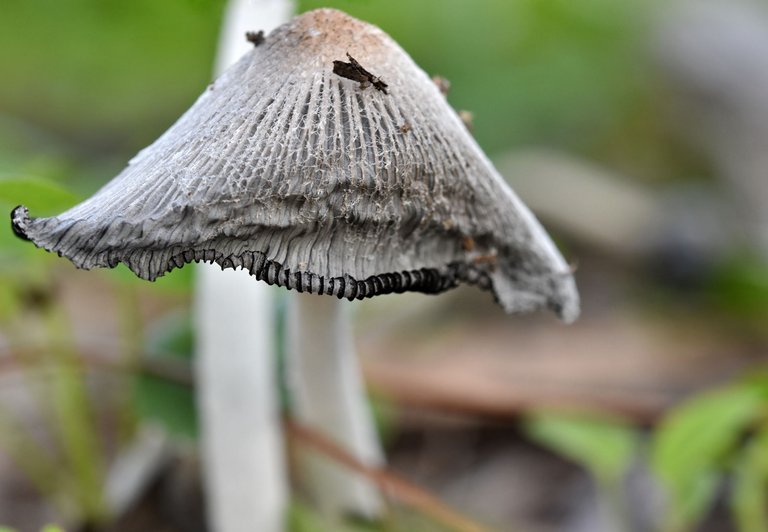 Coprinus lagopus ink cap park 6.jpg