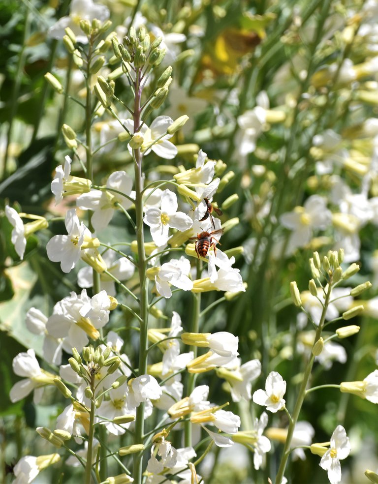 orange wasp cabbage flower 1.jpg