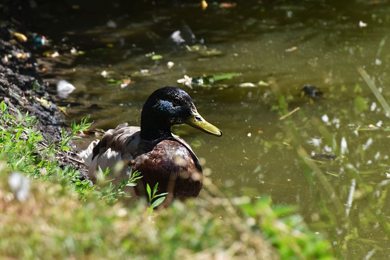 Ducks park pl 7.jpg