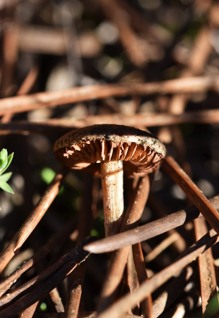 mushroom dry pines 4.jpg