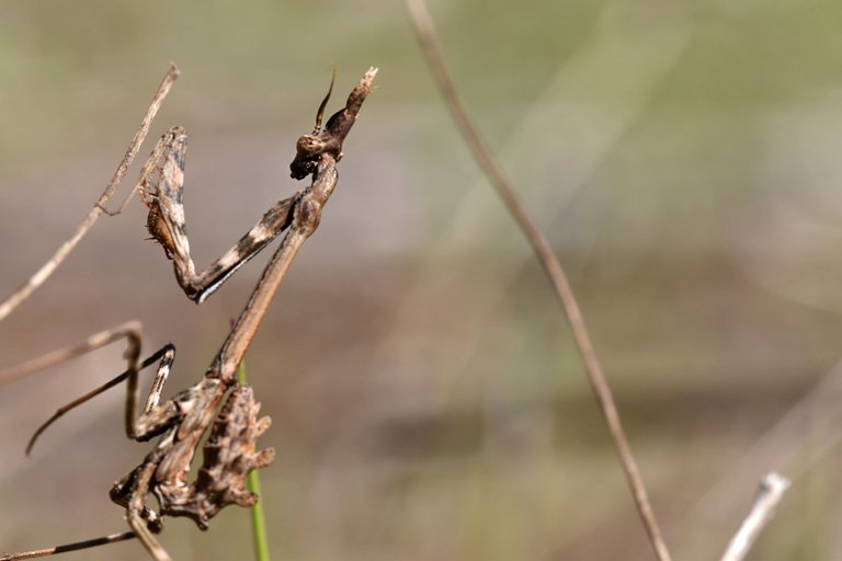 Praying mantis Empusa pennata 6.jpg