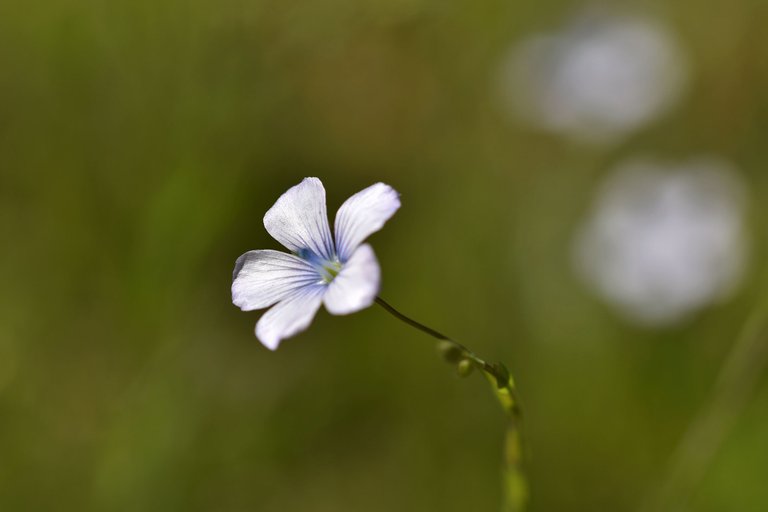 Flaxseed flowers lawn 3.jpg