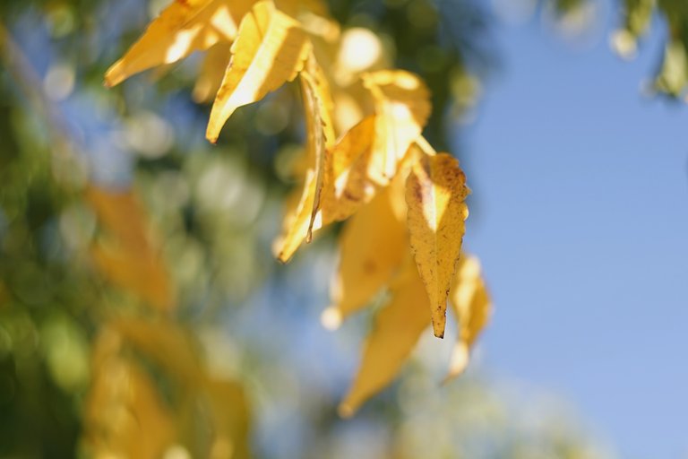 Chinebrry autumn leaves yellow 2.jpg