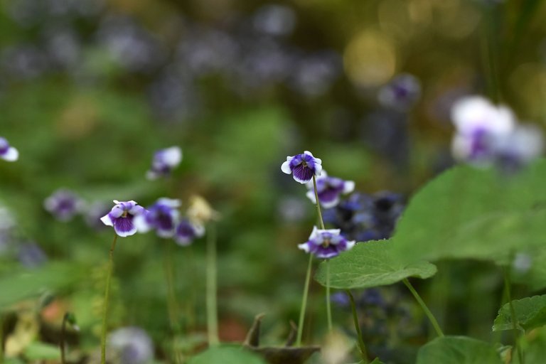 Viola hederacea violet 10.jpg