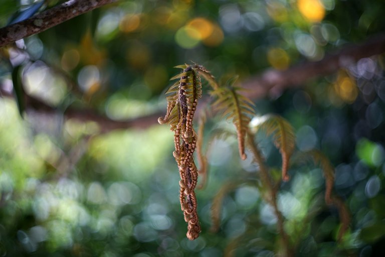 Quinta da Regaleria flowers bokeh 1.jpg