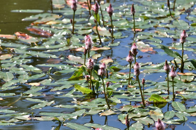 pink flowers pond .jpg