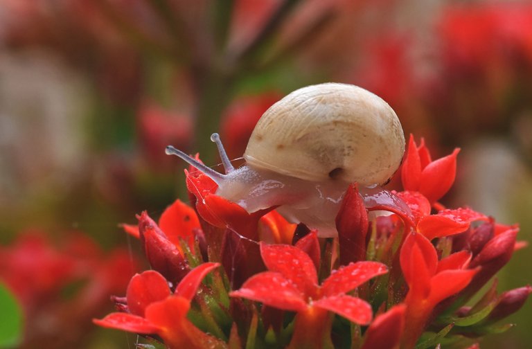 Snail Kalanchoe flowers 1.jpg