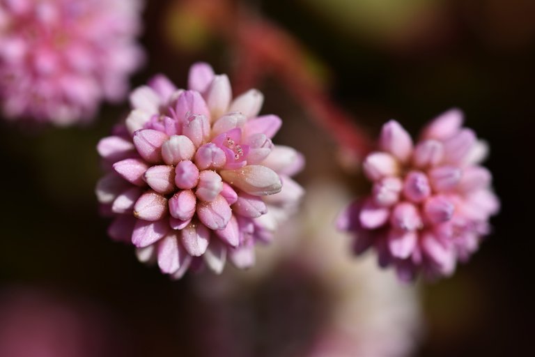 pink pom pom flowers no ID 2.jpg