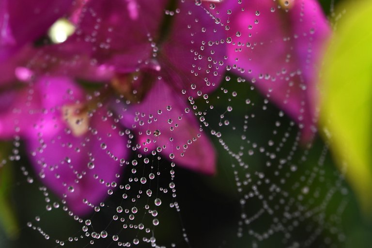 waterdrops spiderweb Bougainvillea 4.jpg
